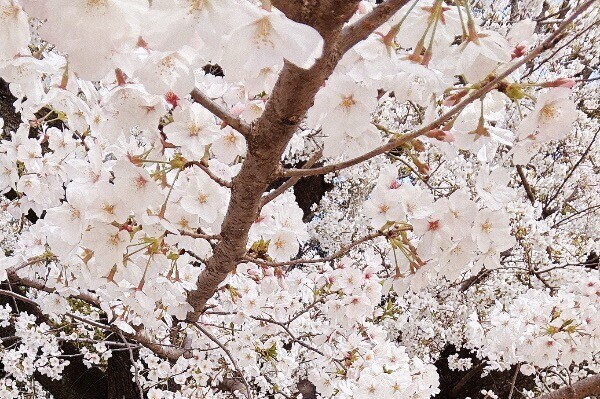 4月の出勤予定υ > ̫ < υ🎶