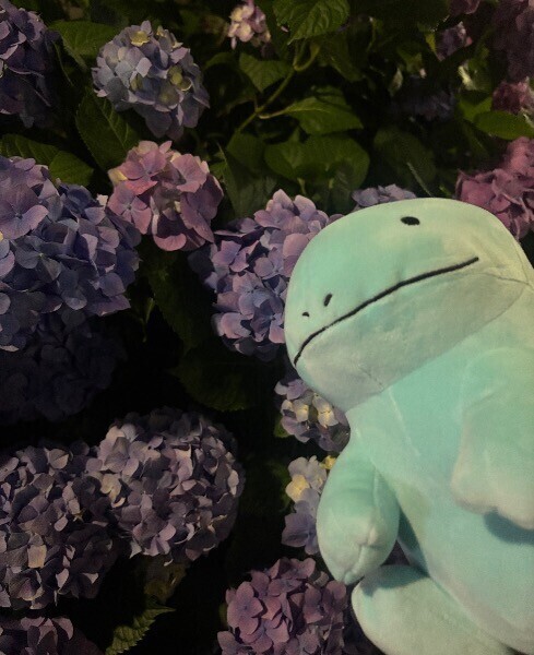 ヌ◯ーさんと紫陽花◓⃙⁣⚡️