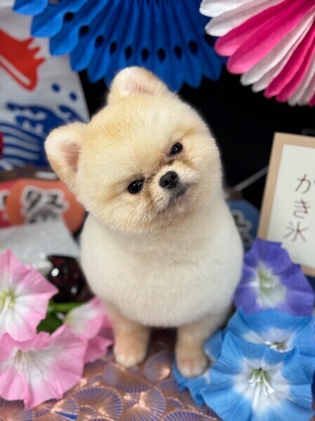 🐶