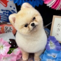 🐶