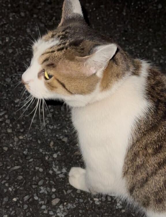 こんばんは