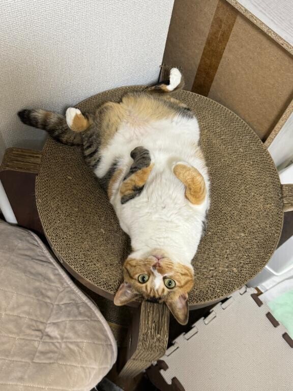 ただいまっ千葉