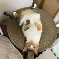 人気姫千葉ねね