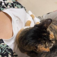 人気姫千葉ねね