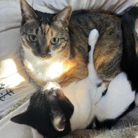 風邪ひきさん復活ー