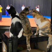 人気姫千葉ねね