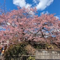 河津桜の時期です