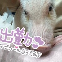 ちょいblog?