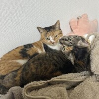 大事をとって。