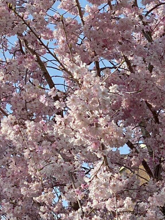 しゅっきんたま???