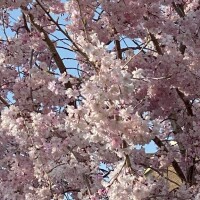 しゅっきんたま???