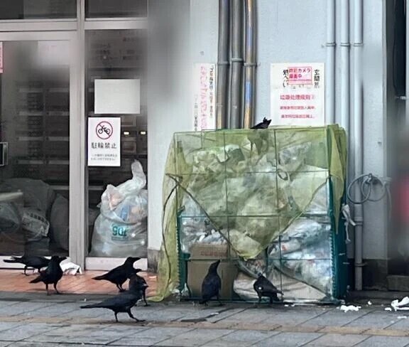 本日の🐦‍⬛