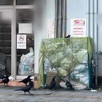 本日の🐦‍⬛