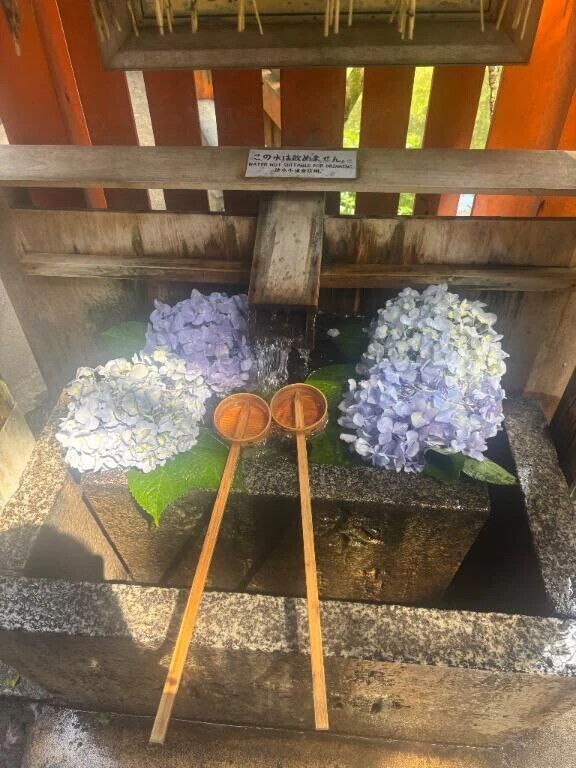 紫陽花