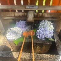 紫陽花