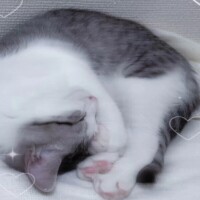 🎀8月の追加🎀