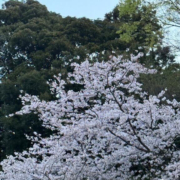 🌸🌸🌸