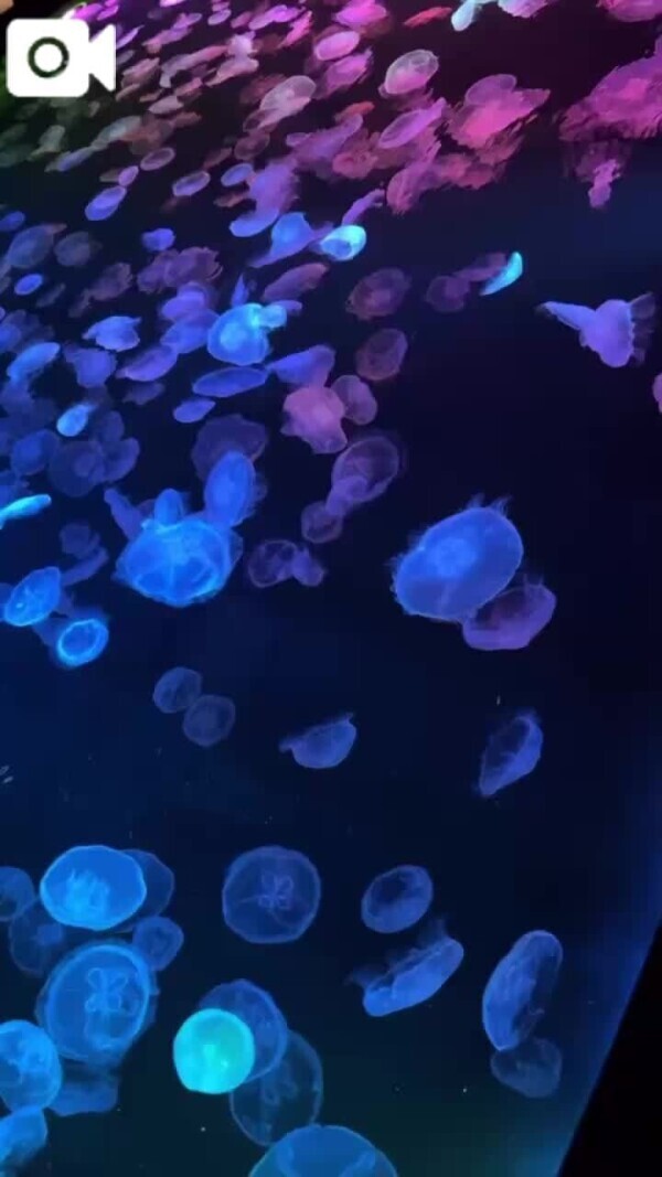 どうしても共有したかった🪼