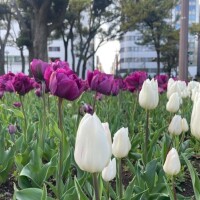 明日出勤💜