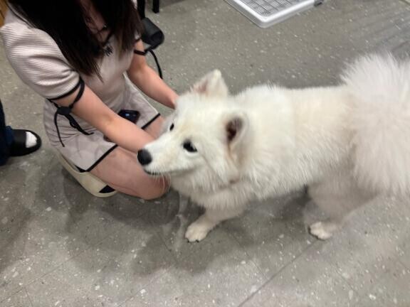 あした！