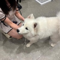 せら