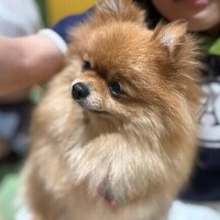 みか