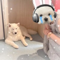 あみ