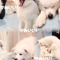 あみ