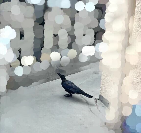 今日のアイドルカラス