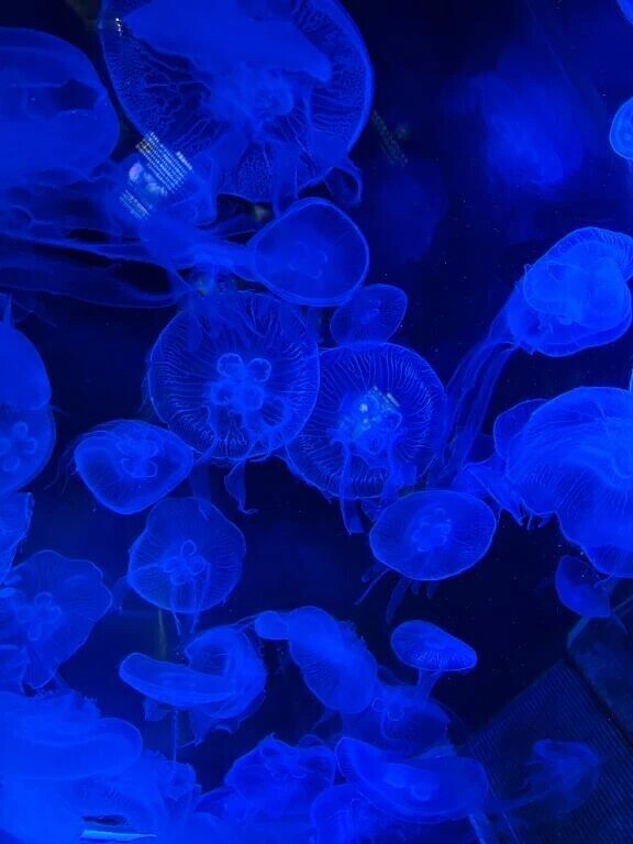 きれいでしょ( ˶'ᵕ'˶)