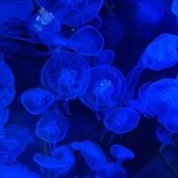 きれいでしょ( ˶'ᵕ'˶)