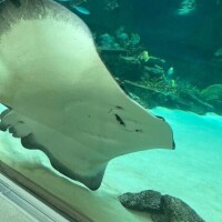 かわいい( ˊ̱˂˃ˋ̱ )