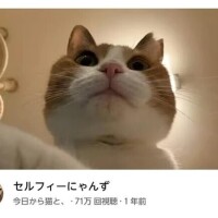 セルフィー🐱