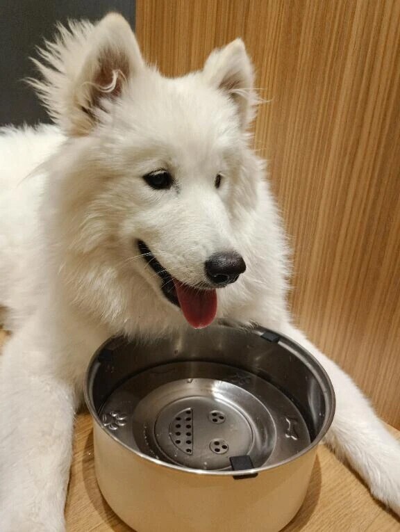犬カフェ行ってきた🐶
