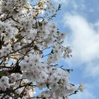 さくらびより〜🌸