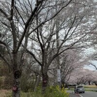 桜並木〜🌸