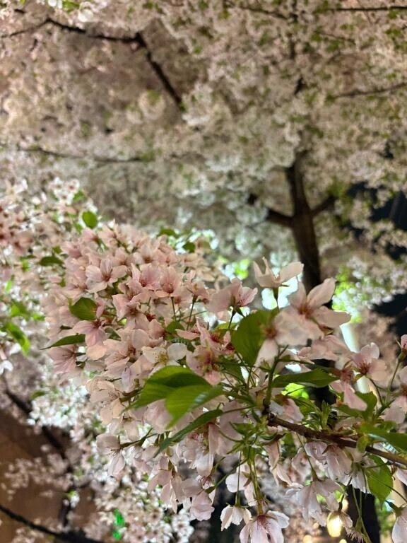 桜🌸