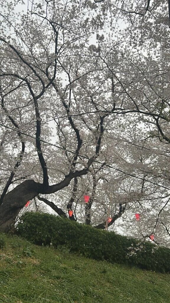 お花見行く？
