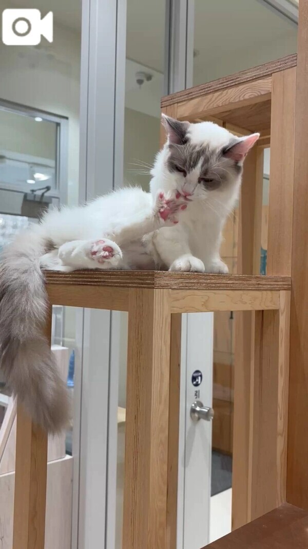 🐈‍⬛🎀💕