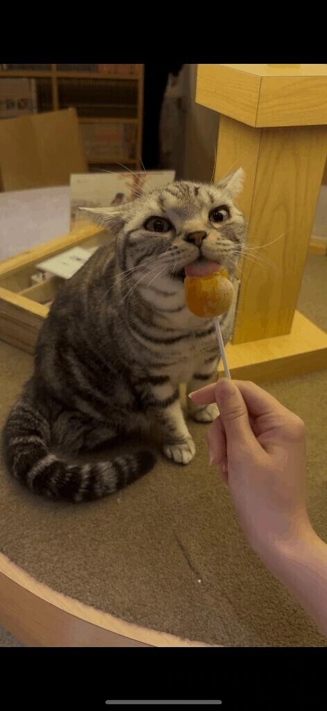 猫カフェ^_^
