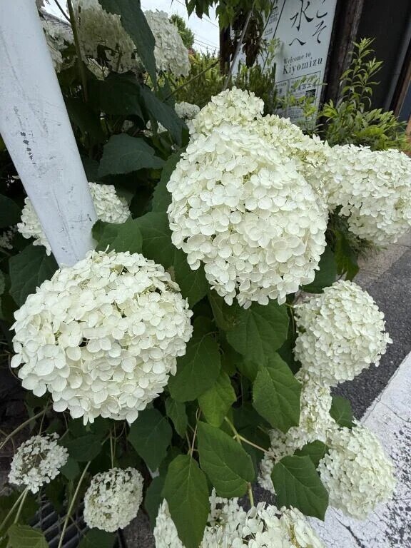 最近は紫陽花が綺麗です💖