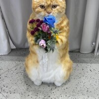 みれい