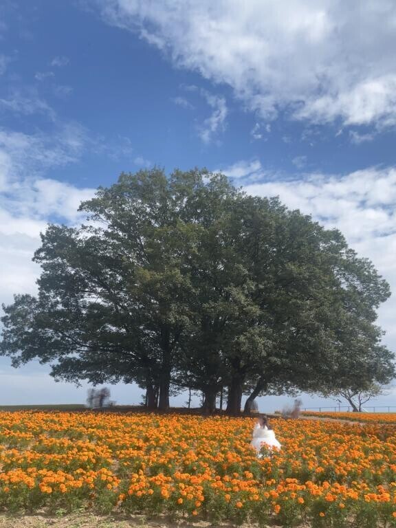 ?お花畑??