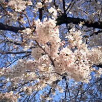 儚さ、美しさ