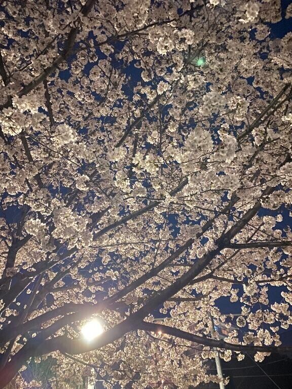 夜桜?