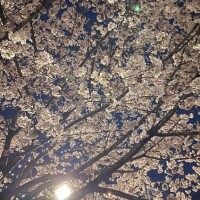 夜桜?