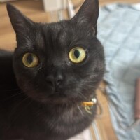 おやすミンミンゼミ