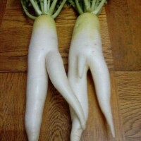 ひとぬきイこうぜ??