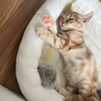 おやすみ～