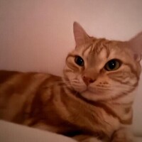 おやすみ～